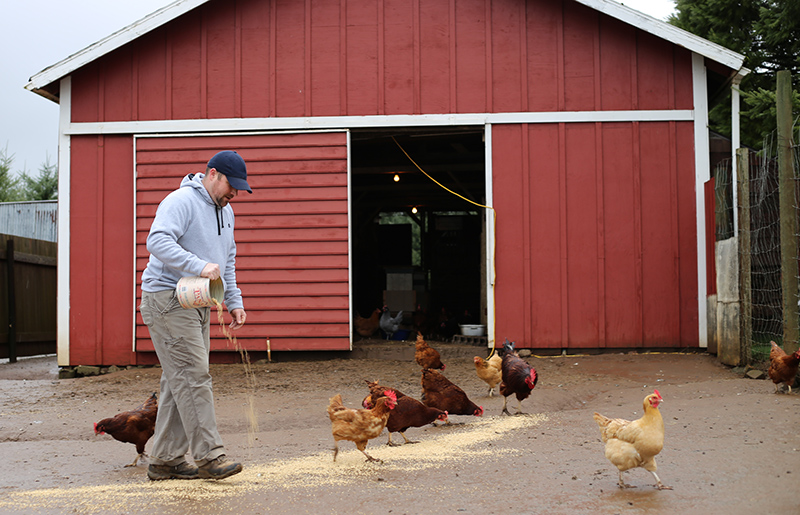 Dan Keenan feeding chickens at Blanchet Farm, an addiction recovery program