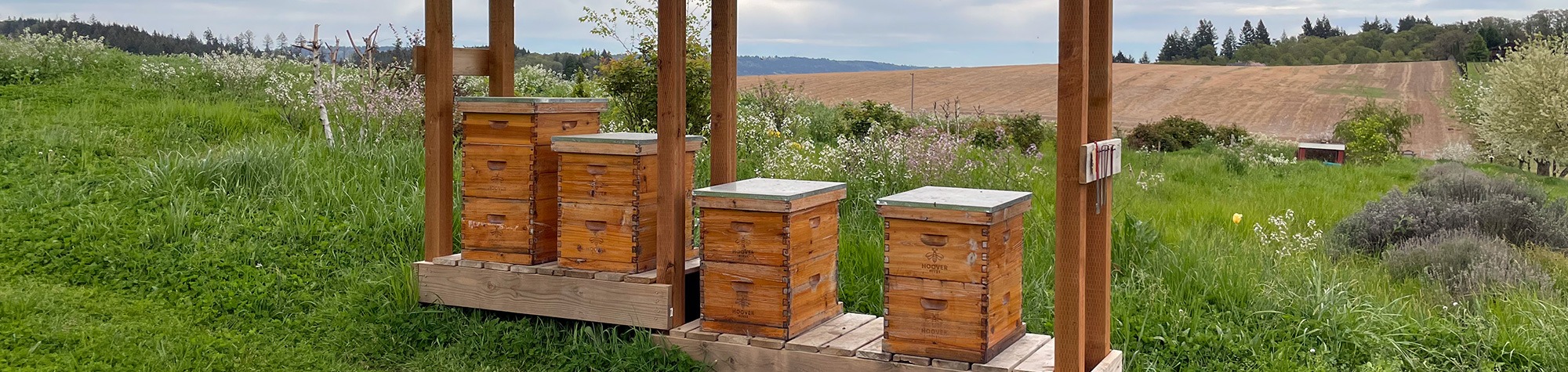 Beekeeping, Healing with Honey