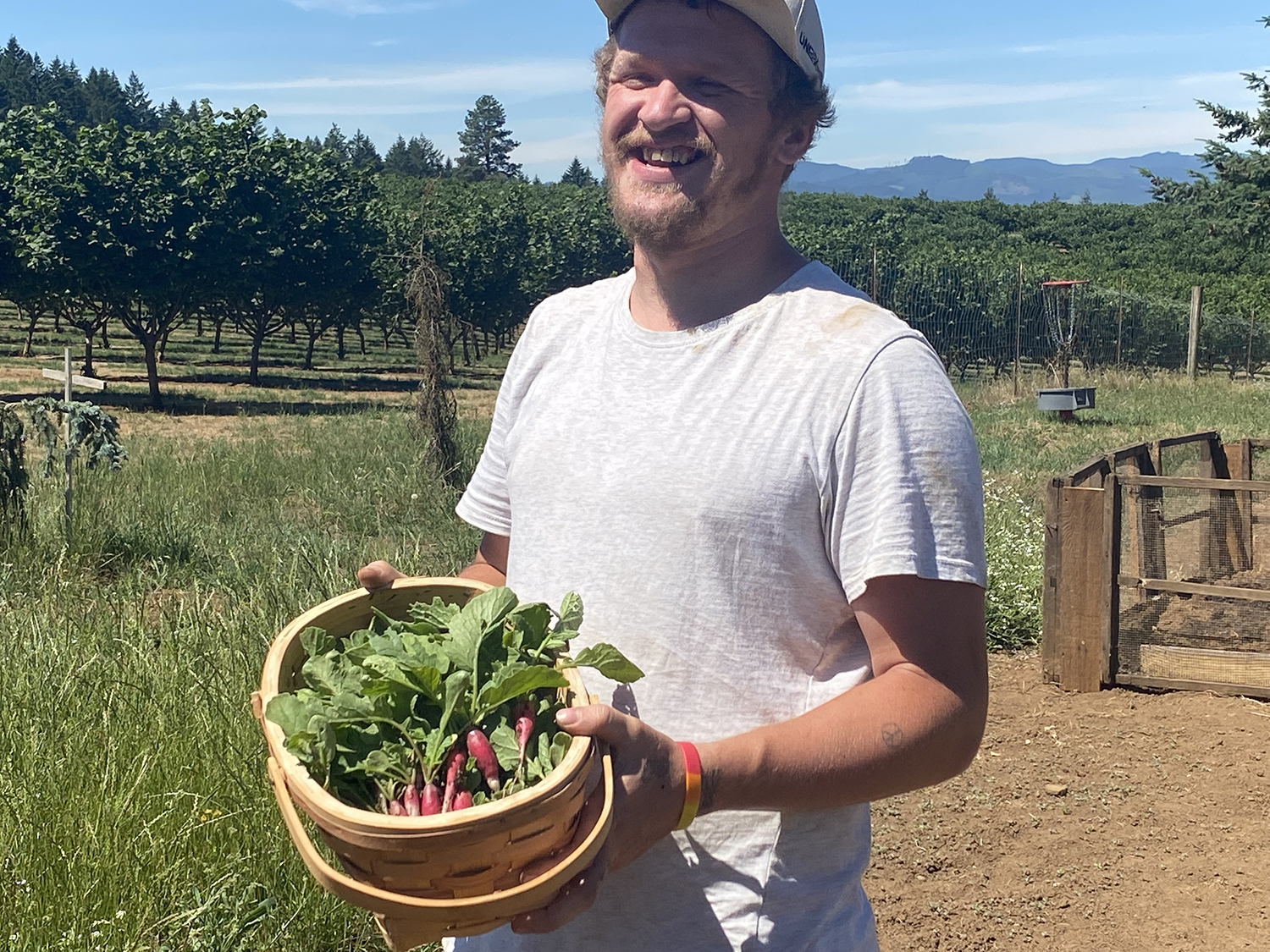 Harvesting radishes at Blanchet Farm